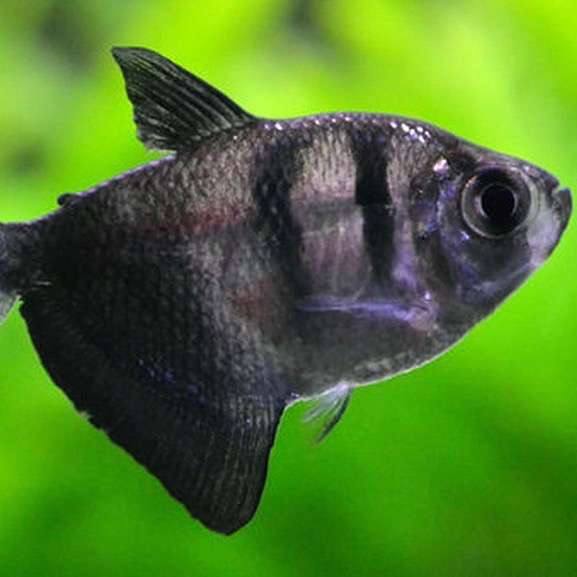 Gymnoc.ternetzi   Zwarte tetra 3 cm.